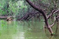 Mangrove forest, many tree in water at the forest in mangrove forest