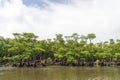 Mangrove Forest of Nakama River Royalty Free Stock Photo