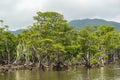 Mangrove Forest of Nakama River Royalty Free Stock Photo