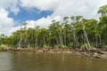 Mangrove Forest of Nakama River Royalty Free Stock Photo