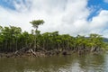 Mangrove Forest of Nakama River Royalty Free Stock Photo