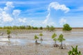 Mangrove forest at Nature Preserve and ForestKlaeng at Prasae,