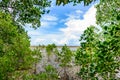 Mangrove forest at Nature Preserve and ForestKlaeng at Prasae,