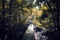 Mangrove Forest Nature Trail on Koh Tan, a quiet small island close to Koh Samui