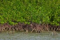 Mangrove forest near the sea. Samae San island, Thailand