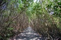 Mangrove forest and the pathway at Laem Phak Bia
