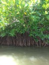 Mangrove forest ...Pichavaram ; Tamilnadu
