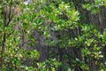 Mangrove forest at Pranburi Forest National Park, Prachuap Khiri Khan, Thailand Royalty Free Stock Photo