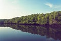 mangrove forest prevent coastline corrosion in hailand Royalty Free Stock Photo