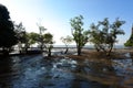 Mangrove forest Royalty Free Stock Photo