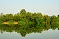 Mangrove Forest Reflection Royalty Free Stock Photo