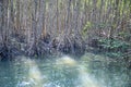 Mangrove forest reflection in lake Royalty Free Stock Photo