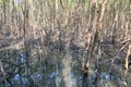 Mangrove forest reflection in lake Royalty Free Stock Photo