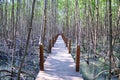 Mangrove forest reflection in lake Royalty Free Stock Photo