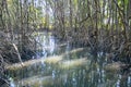 Mangrove forest reflection in lake Royalty Free Stock Photo