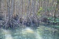 Mangrove forest reflection in lake Royalty Free Stock Photo