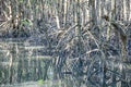 Mangrove forest reflection in lake Royalty Free Stock Photo