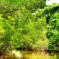 Mangrove forest reflection in lake Royalty Free Stock Photo