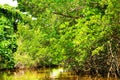 Mangrove forest reflection in lake. Sri Lanka Royalty Free Stock Photo