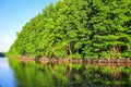 Mangrove forest reflection Royalty Free Stock Photo