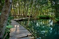 Mangrove forest by the Ria Celestun lake