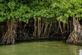 Mangrove forest by the Ria Celestun lake