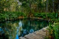 Mangrove forest by the Ria Celestun lake