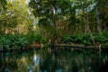 Mangrove forest by the Ria Celestun lake