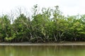 Mangrove forest beside sea near fisherman village