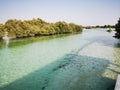 Mangrove forest with shrubs in Abudhabi,UAE.