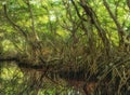 Mangrove forest in Sian Kaan, biosphere reserve, Quintana Roo, Mexico