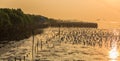 Mangrove forest and silhouette seagulls with sunrise background