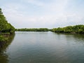 Mangrove Forest in Slow Moving Water