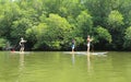 Mangrove Forest