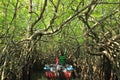 Mangrove Forest