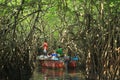 Mangrove Forest