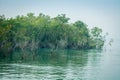 Mangrove forest, Sundarban, West Bengal, India