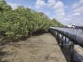 Mangrove Forest at Sungei Buloh Nature Reserve, in Singapore