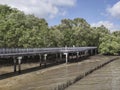 Mangrove Forest at Sungei Buloh Nature Reserve, in Singapore