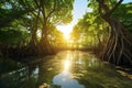 Mangrove forest at sunrise.Mangrove forest view.