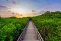 Mangrove forest by the sunset