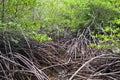 Mangrove forest