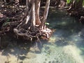 Mangrove Forest Royalty Free Stock Photo