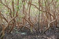 Mangrove Forest Royalty Free Stock Photo