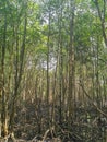 Mangrove forest in thailand