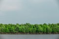 Mangrove forest topical rainforest