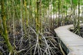 mangrove forest tree near sea. wooden walk path way for tourism. fresh and calm shore rural in thailand. same pattern square plank