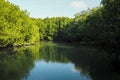 Mangrove forest tree reflection over water in  lake or river with bluesky Royalty Free Stock Photo