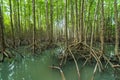 Mangrove forest tree and root at Tung Prong Thong, Rayong, Thailand