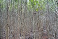 Mangrove forest (Trees include Rhizophoraceae, Ceriops, tagal, d